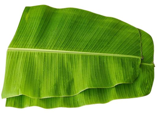 Banana Leaf ea